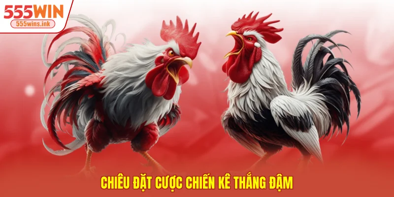 Chiêu đặt cược chiến kê thắng đậm