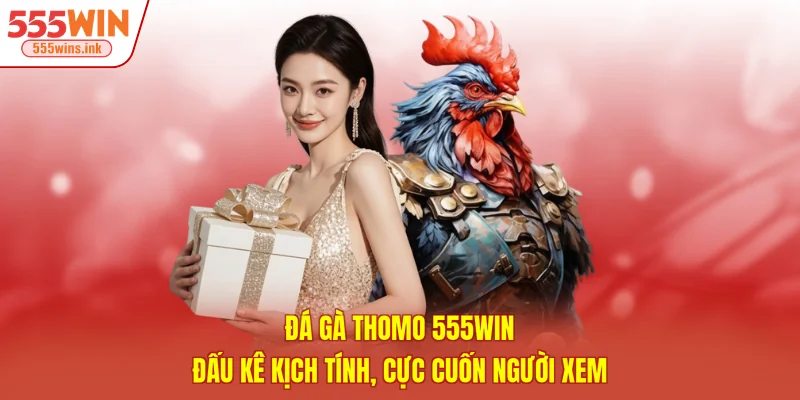 Đá Gà Thomo 555WIN - Đấu Kê Kịch Tính, Cực Cuốn Người Xem 