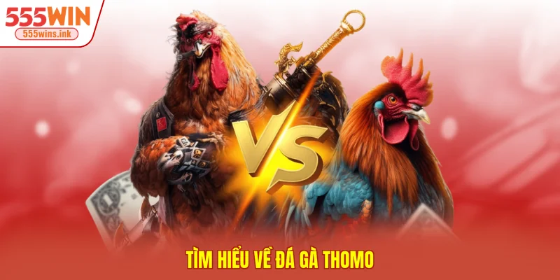 Tìm hiểu về đá gà Thomo
